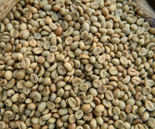 CÀ PHÊ ROBUSTA LÊN NGÔI